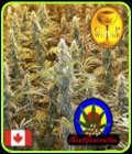 Island Sweet Skunk - Next Generation Seeds