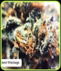 Island Wreckage - Dispensario Seeds