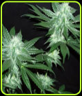 Italian Ice - Cali Connection Seeds