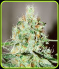 Jägg Kush - Delicious Seeds