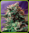 Jack 47 - Sweet Seeds