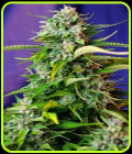 Jack 47 Auto - Sweet Seeds