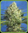 Jack 47 XL Auto - Sweet Seeds