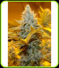 Jack Cheddar - Karma Genetics