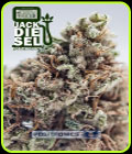 Jack Diesel - Positronic Seeds