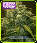 Jack Diesel CBD - Positronic Seeds