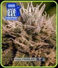 Jack Diesel Express - Positronic Seeds