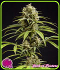 Jack El Frutero - Philosopher Seeds