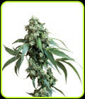 Jack Flash - Sensi Seeds