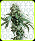 SALE - Jack Flash #5 - Sensi Seeds - Sensi Seeds