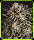 Jack Flash x SCBDX - Super CBDx Seeds