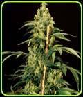 Jack Herer - The Bulldog Seeds