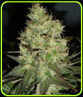Jack Herer - Blackskull Seeds
