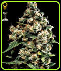 Jack Herer - Green House Seeds
