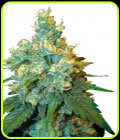SALE - Jack Herer - Sensi Seeds - Sensi Seeds
