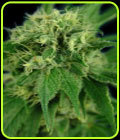 Jack Herer - House of the Great Gardener
