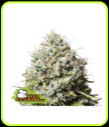 Jack Herer - Seed Stockers