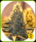 Jack Herer Auto - The Bulldog Seeds