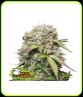 Jack Herer Auto - Seed Stockers