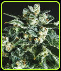 Jack Herer x SCBDX - Super CBDx Seeds