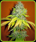 Jack Herrer - Seedsman Seeds
