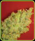 Jack La Mota - Medical Seeds