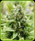 Jack-Matic - Blackskull Seeds