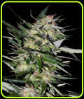 Jack Plant - Advanced Seeds