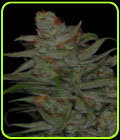 Jack Skellington - Subcools The Dank