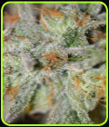 Jack Straw - Subcools The Dank