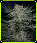 Jack the Ripper - Subcools The Dank