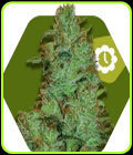 SALE - Jack the Ripper Auto - Zambeza Seeds - Zambeza Seeds