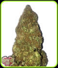 Jackpot Auto - Heavyweight Seeds