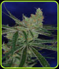 Jacks Cleaner 2 - Subcools The Dank