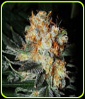 Jaffa Cake - Cali Kush Farms