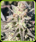 Jaguar Negro - Black Tuna Seeds