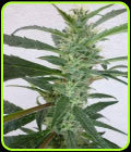 SALE - Jamaican Berry - SuperAutos by Stitch - SuperAutos by Stitch