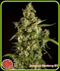 Jamaican Blueberry BX - Philosopher Seeds
