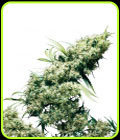 Jamaican Pearl - Sensi Seeds