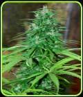 Jarilla - Cannabiogen Seeds