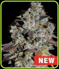 Jealousy - Cream of the Crop