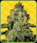 Jealousy Auto - Original Sensible Seeds