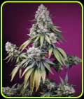 Jealousy Z XL Auto - Sweet Seeds