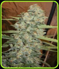 Jedi Kush - Cali Connection Seeds