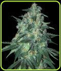 Jekyll Passion - Samsara Seeds