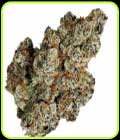 Jelly Babiez - TerpFarmz Seeds