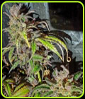 Jelly Cake - Holy Smoke Seeds