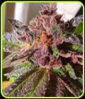 Jelly Donuts - Holy Smoke Seeds