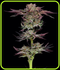 Jelly Donutz - Humboldt Seed Company