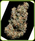 Jelly Donutz - TerpFarmz Seeds